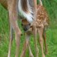 Mama & Baby