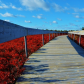 Peat Bog in Fall