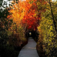 Wooded Pathways