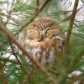 Sleepy