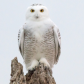Snowy Stare