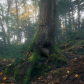 Deep in the forest 