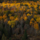 Autumn Bliss