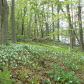 Trilliums