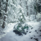 Snow covered