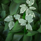 Gout Weed