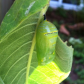 Monarch chrysalis