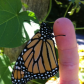 Monarch butterfly