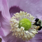 Bumblebee