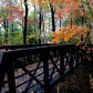 Bridge to Nature