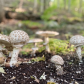 Fabulous Fungi 