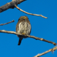 Northern Pygmy Owl