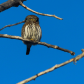 Northern Pygmy Owl