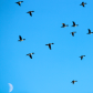 Mallard Moon