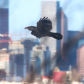 Ravens