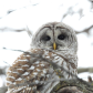 Barred Owl