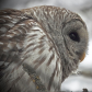 Barred Owl
