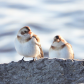 Snow Buntings on the rocks