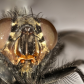 Common House fly