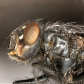 Common House fly Side view