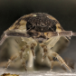 Sow bug