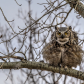 Great Horned Puffed Chest
