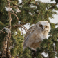 Great Horned owelette wide eyed