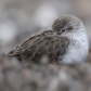 Sleeping Vigilance