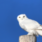 Snowy Owl