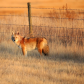 Coyote on the hunt