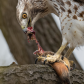 Red tailed hawk consuming a chipmunk