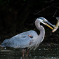 Blue heron with a big catfish