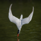 Caspian tern diving for fish