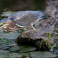 Green heron catching a fish