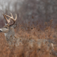 A buck in the wood