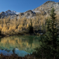 Fall larch