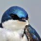 Swallow