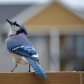 Blue Jay
