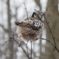 Northern Hawk Owl