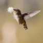 Nest Building