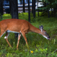 White-tailed deer