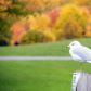 Herring Gull