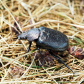 Beetle