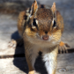 Chippy the Chipmunk