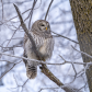 Barred Beauty