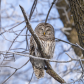 Barred Beauty