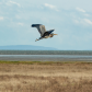 Take Flight!