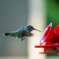 Coming in for a Landing