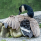 Under Mother's Wing