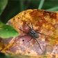 Grass Spider in Autumn